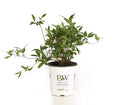 Proven Winners Yuki Cherry Blossom (Deutzia) Live Shrub, Light Pink Flowers, 4.5 in. Quart