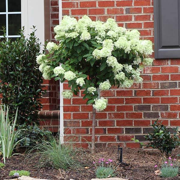 Brighter Blooms - Little Lime Hydrangea Tree, 3-4 ft. - No Shipping to AZ