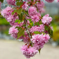 Brighter Blooms - Weeping Extraordinaire Cherry Tree, 5-6 ft. - No Shipping to Az,ca,wa