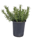 Lowe's Blue Rosemary Foundation/Hedge Shrub in 2.5-Quart Pot 2-Pack | 1040