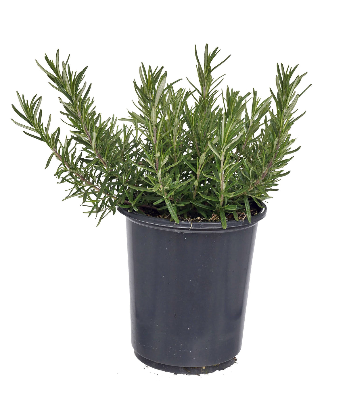 Lowe's Blue Rosemary Foundation/Hedge Shrub in 2.5-Quart Pot 2-Pack | 1040