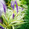 4 in. Variegated Liriope Flowering Shrub with Purple Blooms - 6 Piece