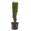 Shrub Sky Pencil Holly, 2.25 Gal