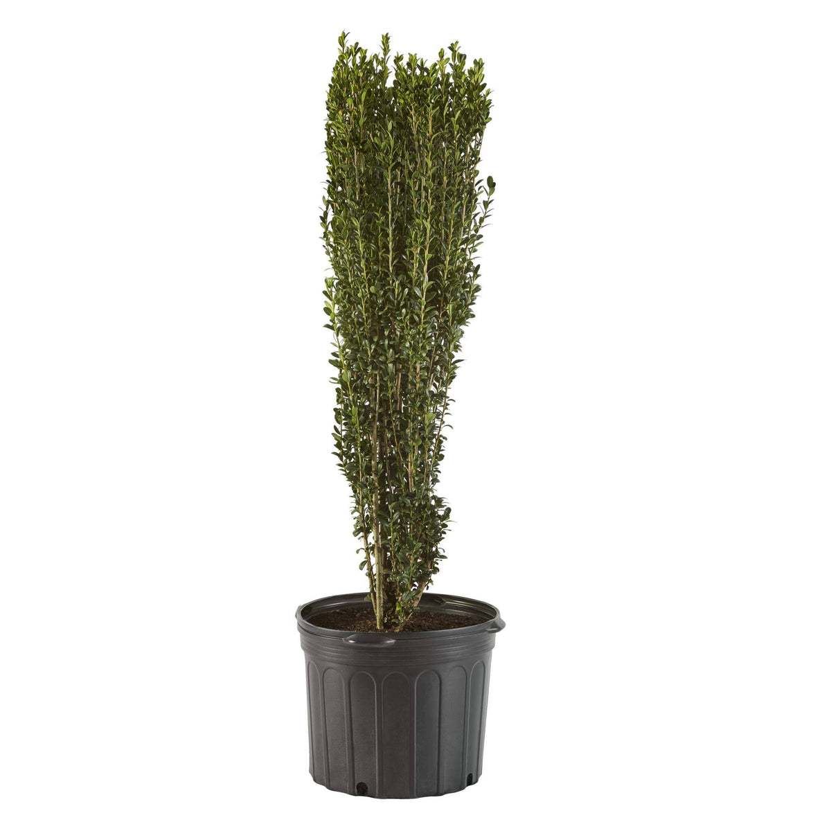 Shrub Sky Pencil Holly, 2.25 Gal